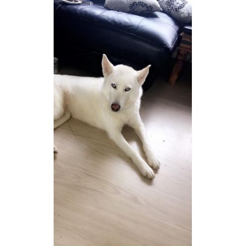 4 year old female husky for sale