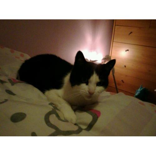 2 black and white cats