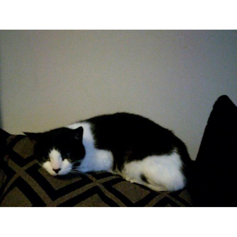 2 black and white cats