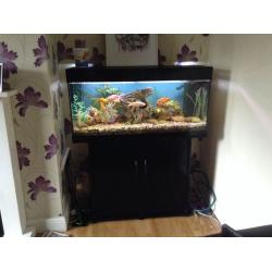 Jewel 3.5 ft Fish Tank
