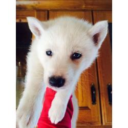Siberian husky pups