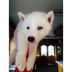 Siberian husky pups