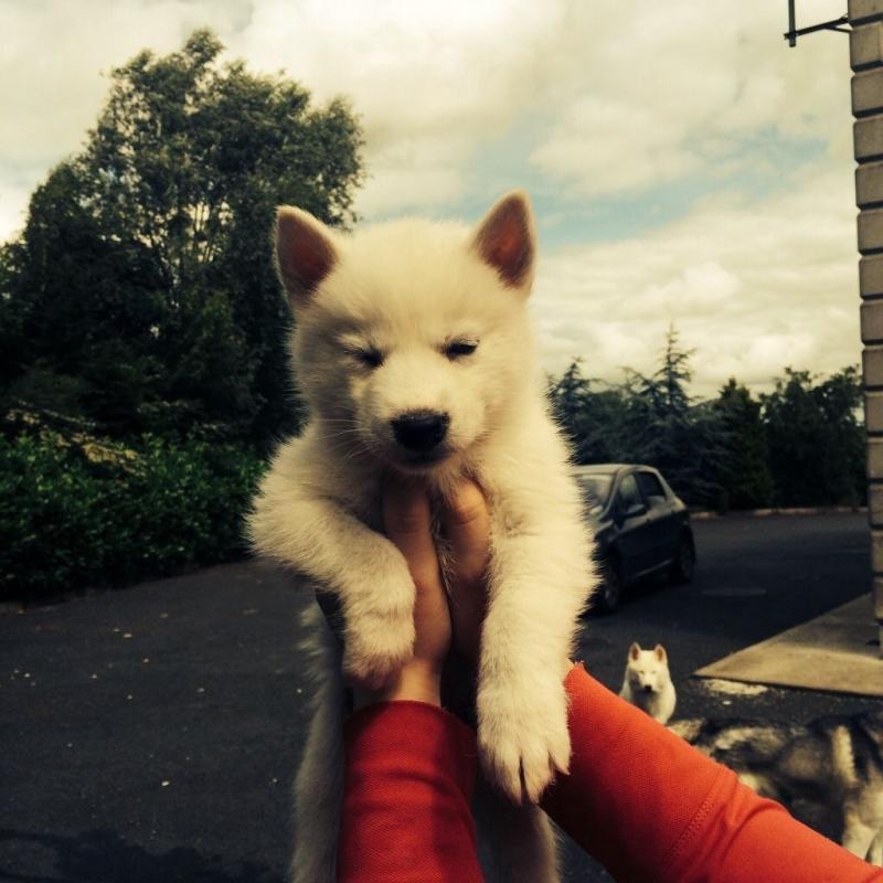 Siberian husky pups