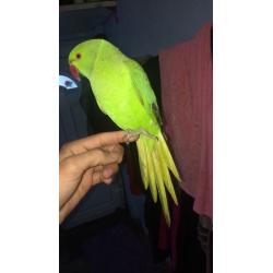 Very tame baby Indian Ringnecks