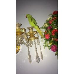 Very tame baby Indian Ringnecks