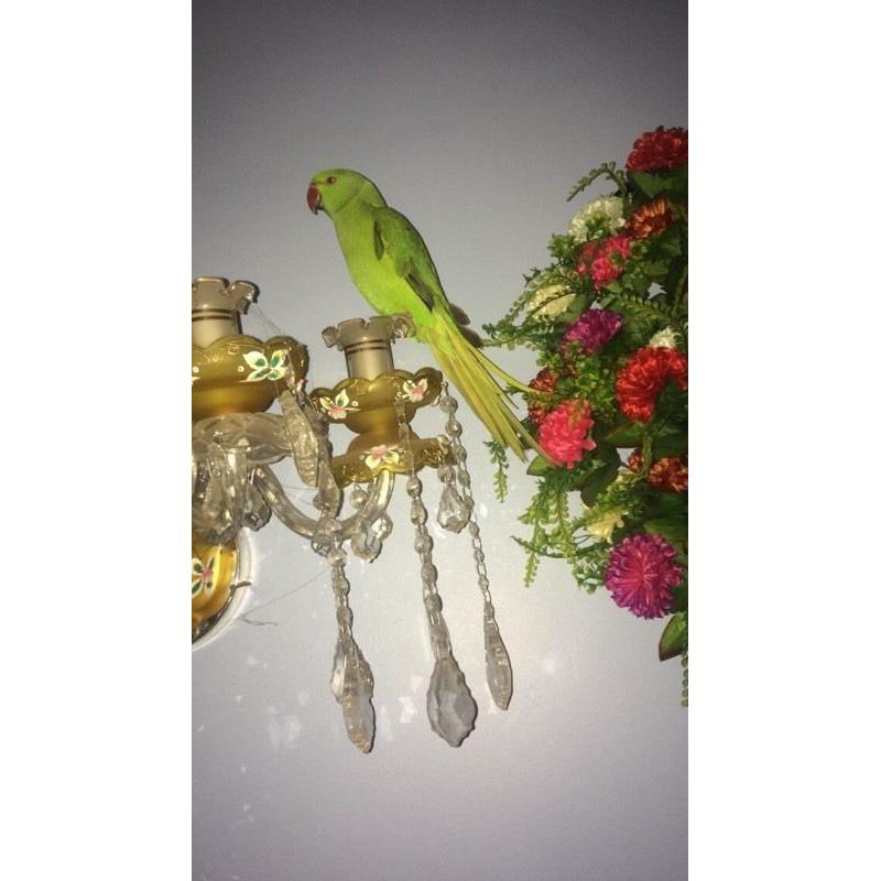 Very tame baby Indian Ringnecks