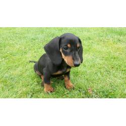 Beautiful pure bred black and tan miniature dachshund puppies for sale