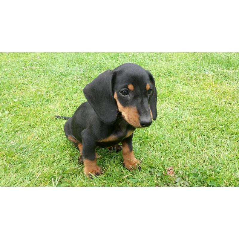 Beautiful pure bred black and tan miniature dachshund puppies for sale
