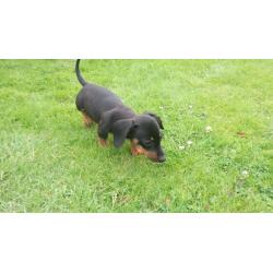 Beautiful pure bred black and tan miniature dachshund puppies for sale
