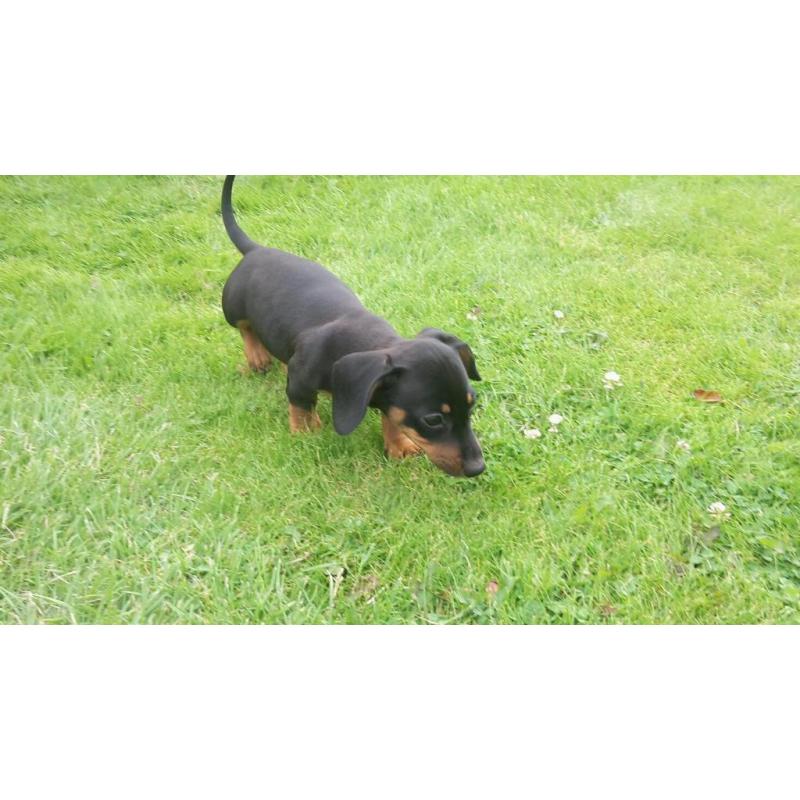 Beautiful pure bred black and tan miniature dachshund puppies for sale