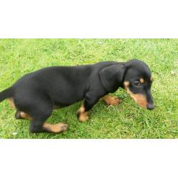 Beautiful pure bred black and tan miniature dachshund puppies for sale