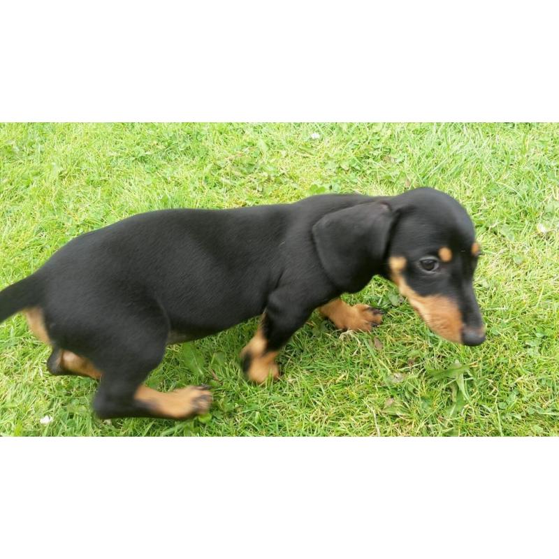 Beautiful pure bred black and tan miniature dachshund puppies for sale