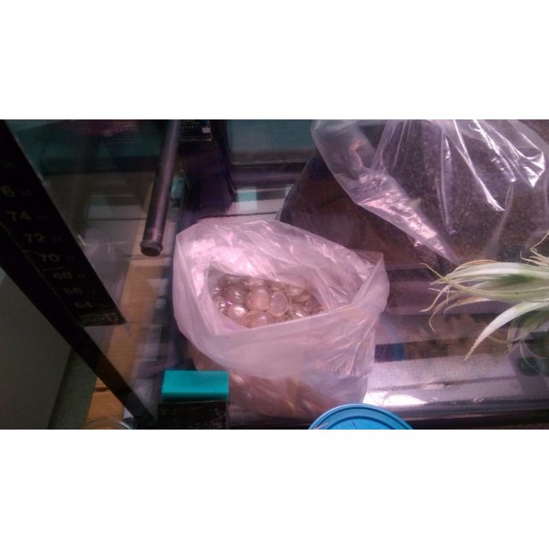 Fish Tank and bits