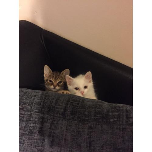 Kittens for sale