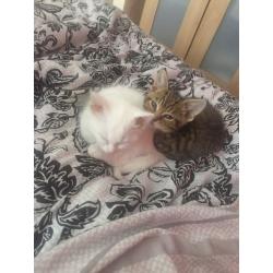 Kittens for sale