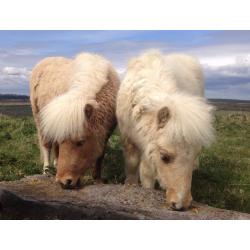 Palomino Miniature Shetland Pair