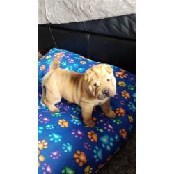 Shar pei puppies