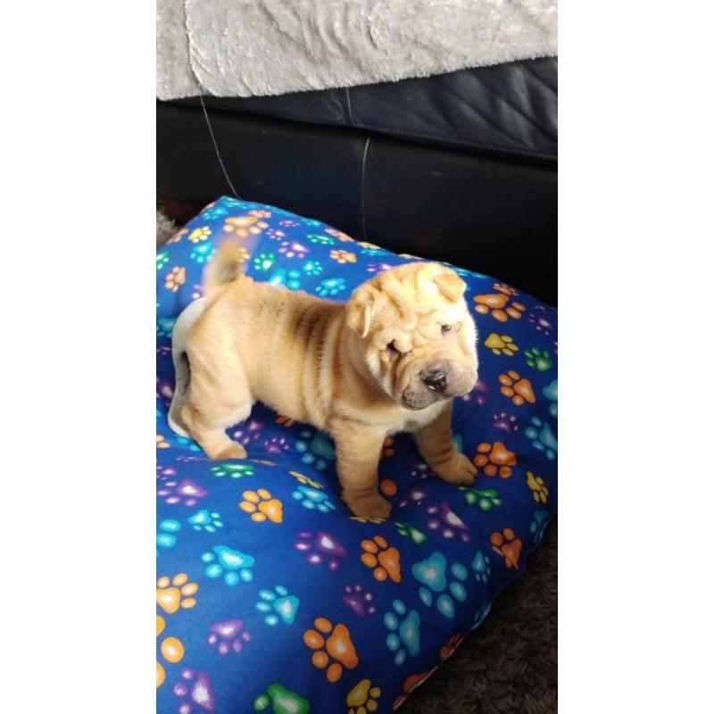 Shar pei puppies