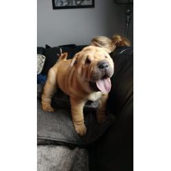 Shar pei puppies