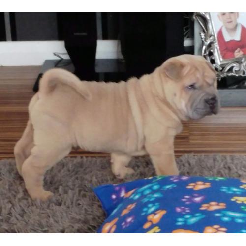 Shar pei puppies