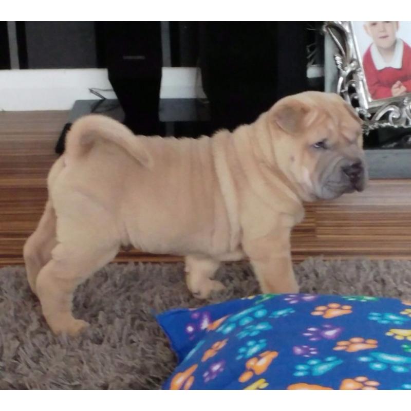 Shar pei puppies