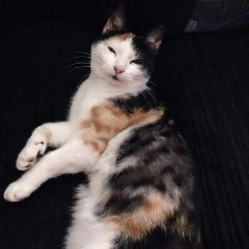 Missing cat