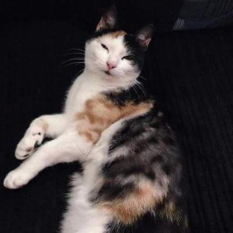 Missing cat