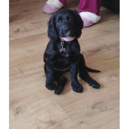 5 month old English Cocker Spaniel needs loving home
