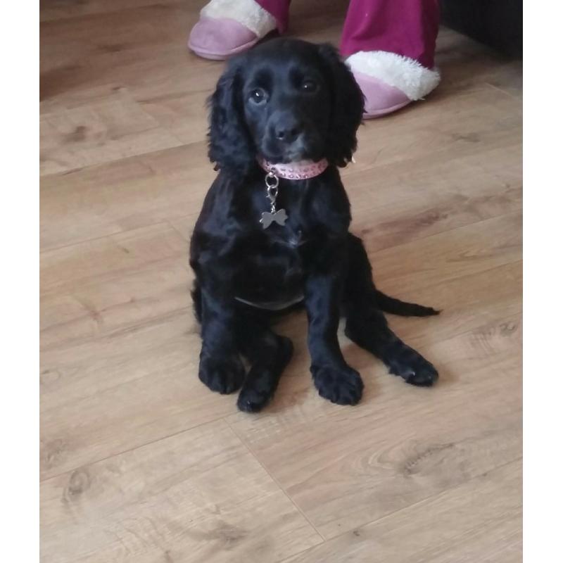 5 month old English Cocker Spaniel needs loving home