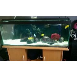 4ft fish tank and stand