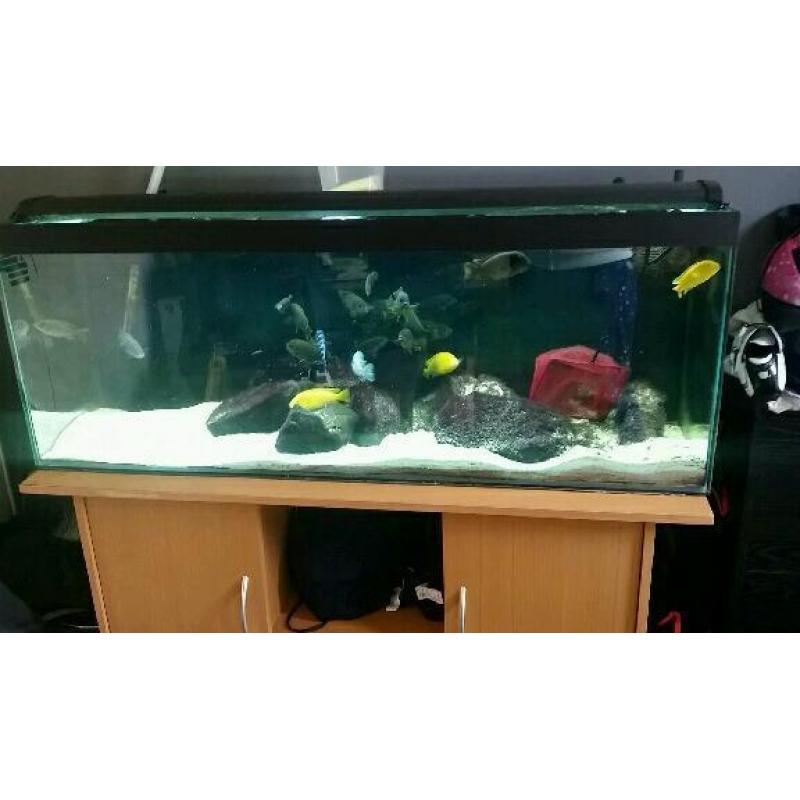 4ft fish tank and stand
