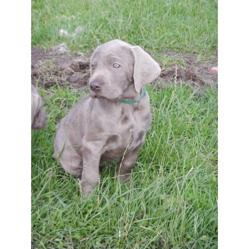KC reg Slovakian Rough Haired Pointer puppies for sale - ready to leave