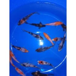 Koi