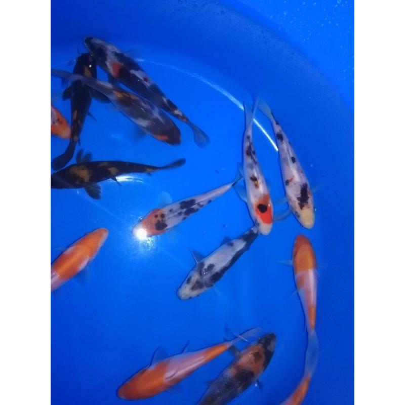 Koi