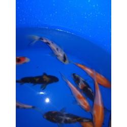Koi