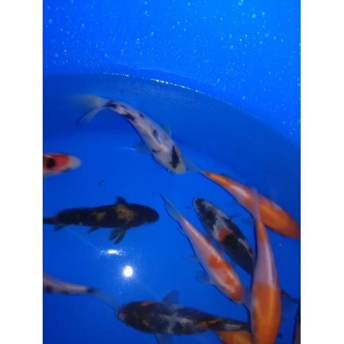 Koi