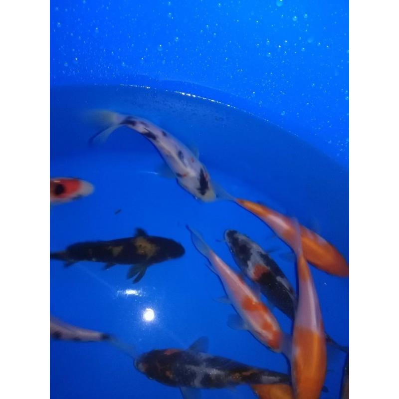Koi