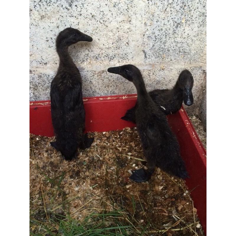 Indian runner ducklings