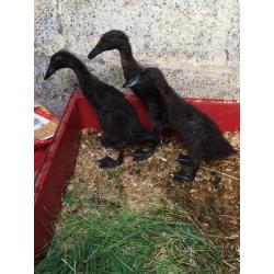 Indian runner ducklings
