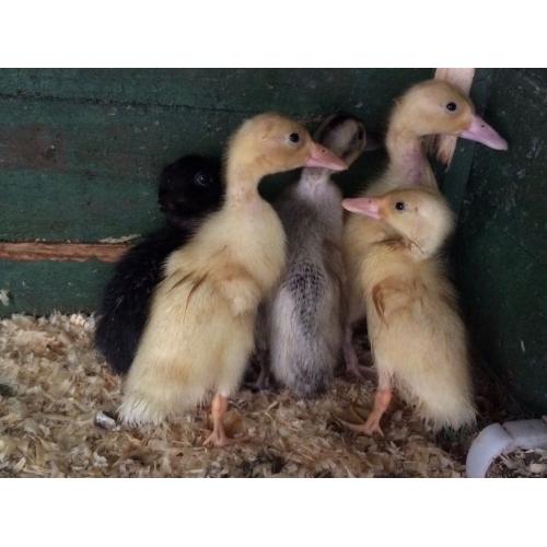 Indian runner ducklings