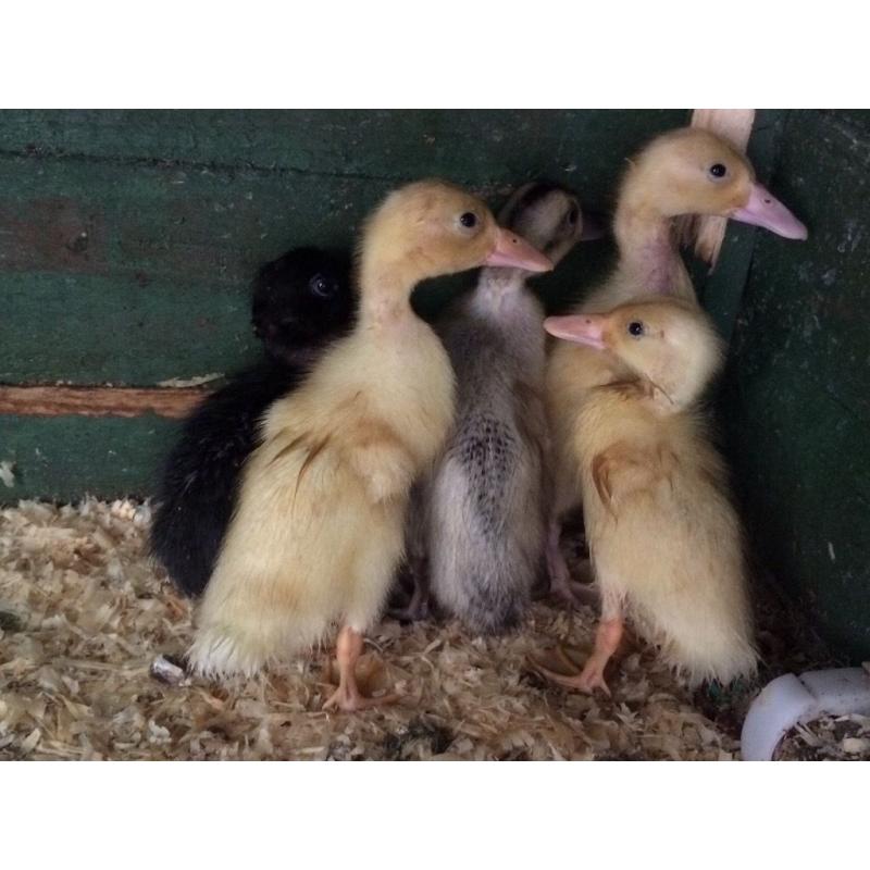 Indian runner ducklings
