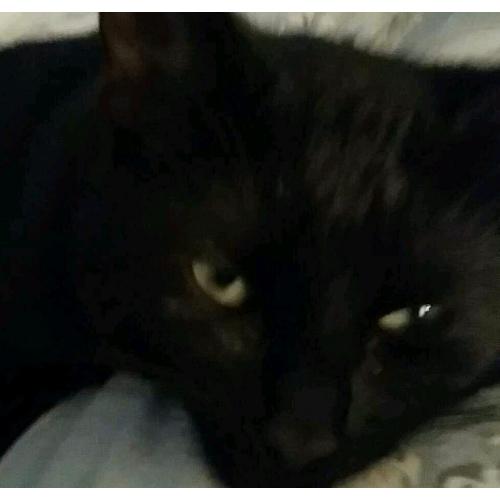 Free to good home Black kitten needing new home