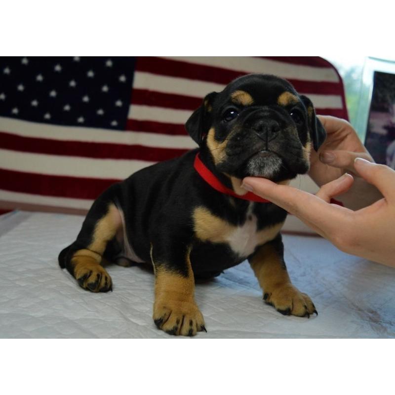 Bulldog pup for sale 8 weeks old ready to leave