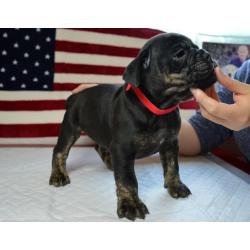 Bulldog pup for sale 8 weeks old ready to leave