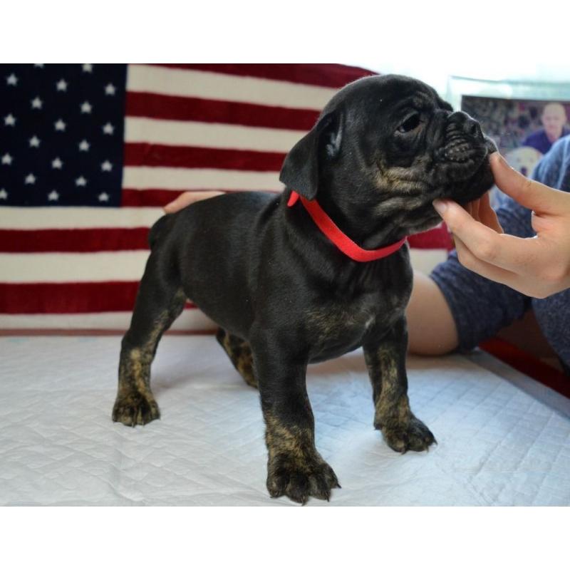 Bulldog pup for sale 8 weeks old ready to leave