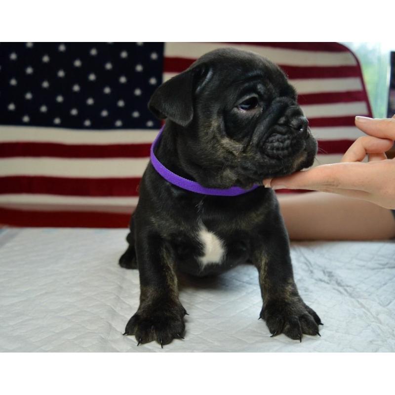 Bulldog pup for sale 8 weeks old ready to leave