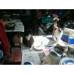 Help wanted please, Whinnybank cat rescue,