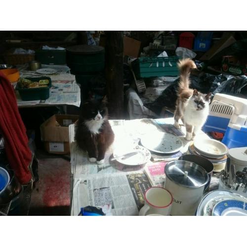 Help wanted please, Whinnybank cat rescue,
