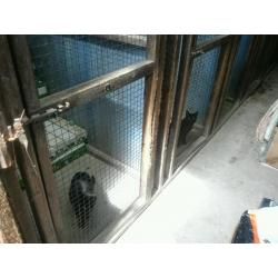 Help wanted please, Whinnybank cat rescue,