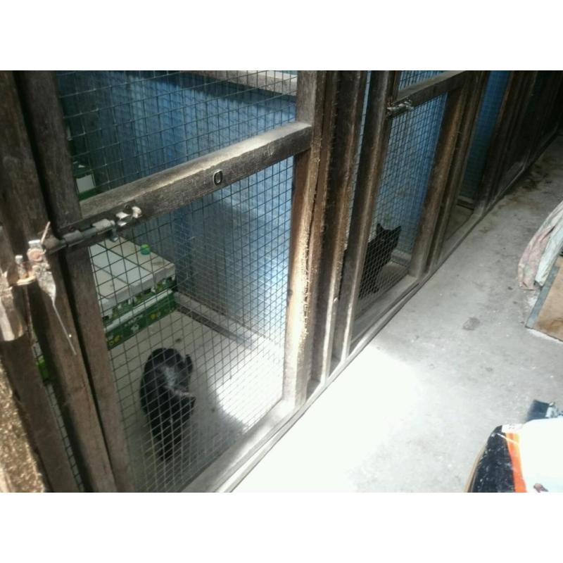 Help wanted please, Whinnybank cat rescue,